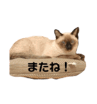 毎日使える！猫ちゃんスタンプ（個別スタンプ：23）