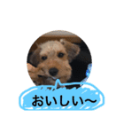 ウェルシュテリア シェリー（個別スタンプ：2）