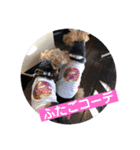 ウェルシュテリア シェリー（個別スタンプ：4）