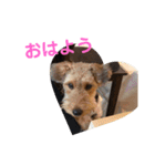 ウェルシュテリア シェリー（個別スタンプ：8）