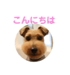 ウェルシュテリア シェリー（個別スタンプ：14）