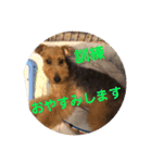 ウェルシュテリア シェリー（個別スタンプ：31）