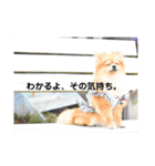 ポメラニアンのひな（個別スタンプ：4）