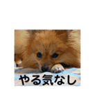 ポメラニアンのひな（個別スタンプ：9）