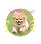 ポメラニアンのひな（個別スタンプ：10）