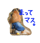 ポメラニアンのひな（個別スタンプ：13）