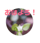 12月の野山（個別スタンプ：1）