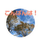 12月の野山（個別スタンプ：11）