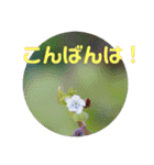 12月の野山（個別スタンプ：13）