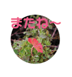 12月の野山（個別スタンプ：18）