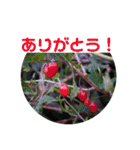 12月の野山（個別スタンプ：23）