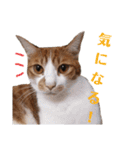 使いやすい♪にゃんこがお返事！（個別スタンプ：3）