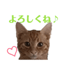 使いやすい♪にゃんこがお返事！（個別スタンプ：5）