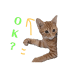 使いやすい♪にゃんこがお返事！（個別スタンプ：7）