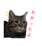 使いやすい♪にゃんこがお返事！（個別スタンプ：8）
