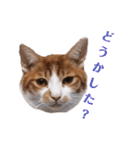 使いやすい♪にゃんこがお返事！（個別スタンプ：9）
