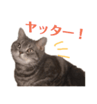 使いやすい♪にゃんこがお返事！（個別スタンプ：10）