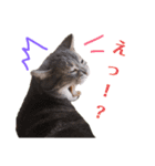 使いやすい♪にゃんこがお返事！（個別スタンプ：12）