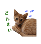 使いやすい♪にゃんこがお返事！（個別スタンプ：13）