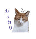 使いやすい♪にゃんこがお返事！（個別スタンプ：14）