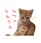 使いやすい♪にゃんこがお返事！（個別スタンプ：15）