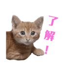使いやすい♪にゃんこがお返事！（個別スタンプ：17）