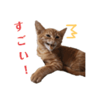 使いやすい♪にゃんこがお返事！（個別スタンプ：19）