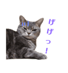 使いやすい♪にゃんこがお返事！（個別スタンプ：20）