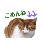 使いやすい♪にゃんこがお返事！（個別スタンプ：22）