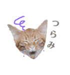 使いやすい♪にゃんこがお返事！（個別スタンプ：23）