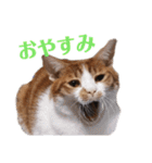 使いやすい♪にゃんこがお返事！（個別スタンプ：24）