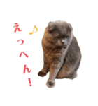 使いやすい♪にゃんこがお返事！（個別スタンプ：27）