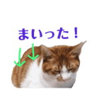 使いやすい♪にゃんこがお返事！（個別スタンプ：30）