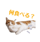 使いやすい♪にゃんこがお返事！（個別スタンプ：32）