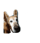 クッキー(♀)のスタンプ（個別スタンプ：5）