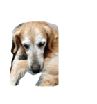 クッキー(♀)のスタンプ（個別スタンプ：6）
