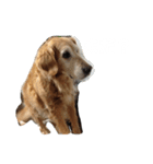 クッキー(♀)のスタンプ（個別スタンプ：8）