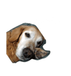 クッキー(♀)のスタンプ（個別スタンプ：10）