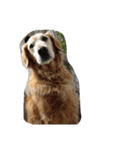 クッキー(♀)のスタンプ（個別スタンプ：15）