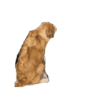 クッキー(♀)のスタンプ（個別スタンプ：16）