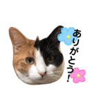 永田にゃんこ（個別スタンプ：4）