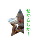 ちゃまちゃまたい（個別スタンプ：34）