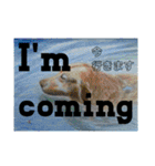 Greeting in English英語で【きょうじ獏】（個別スタンプ：28）