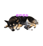 柴犬のかもめ（個別スタンプ：1）