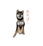 柴犬のかもめ（個別スタンプ：2）
