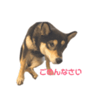 柴犬のかもめ（個別スタンプ：5）