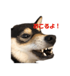柴犬のかもめ（個別スタンプ：6）