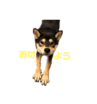 柴犬のかもめ（個別スタンプ：7）