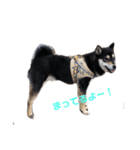 柴犬のかもめ（個別スタンプ：8）