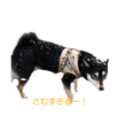 柴犬のかもめ（個別スタンプ：9）